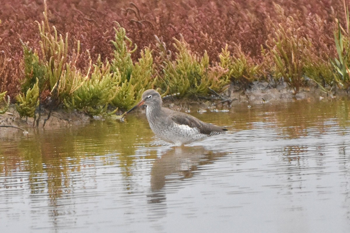 アカアシシギ - ML644653230