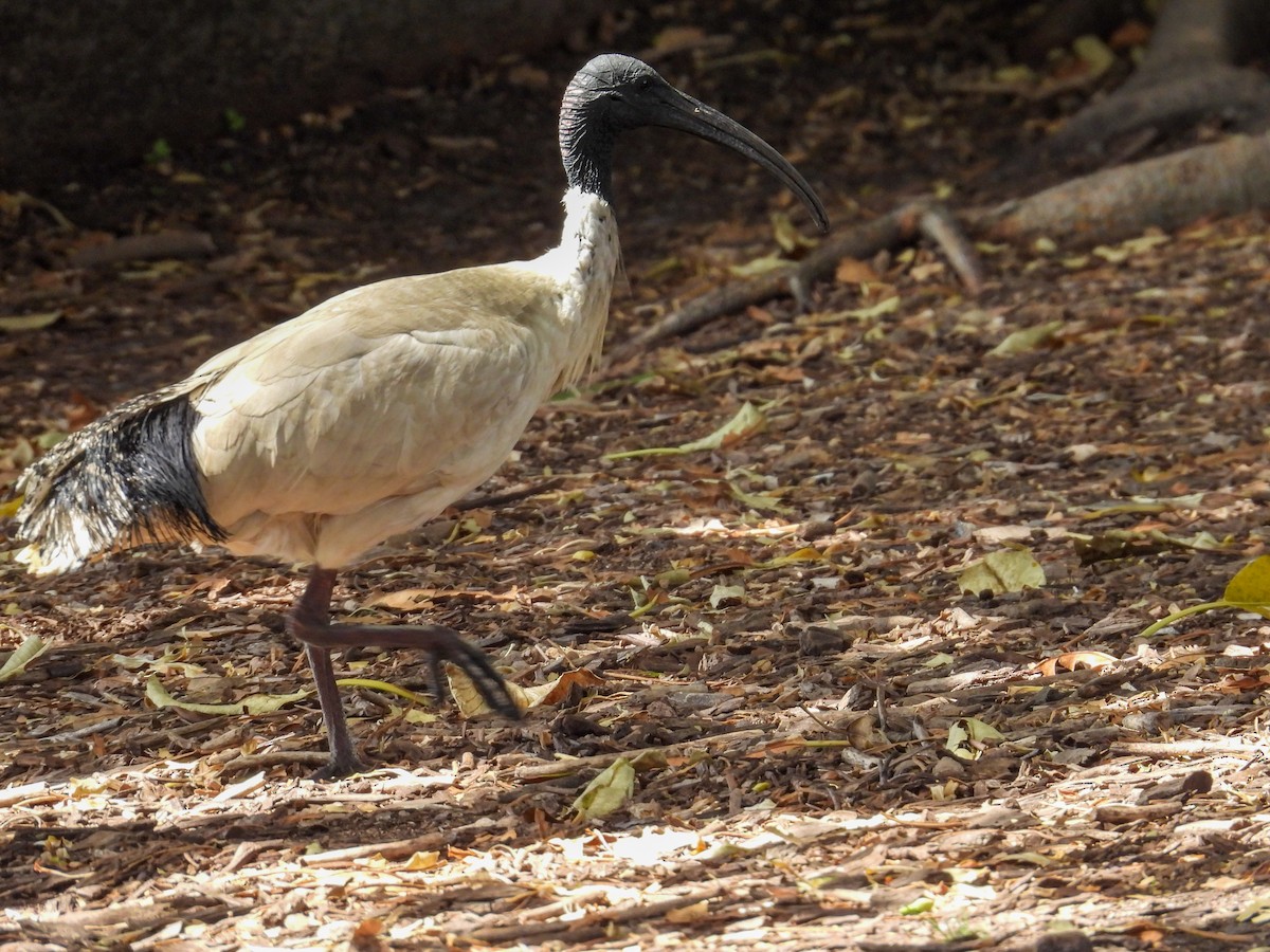 ibis australský - ML644653231