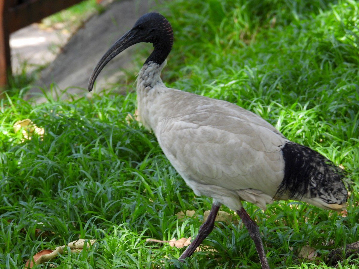 ibis australský - ML644653232