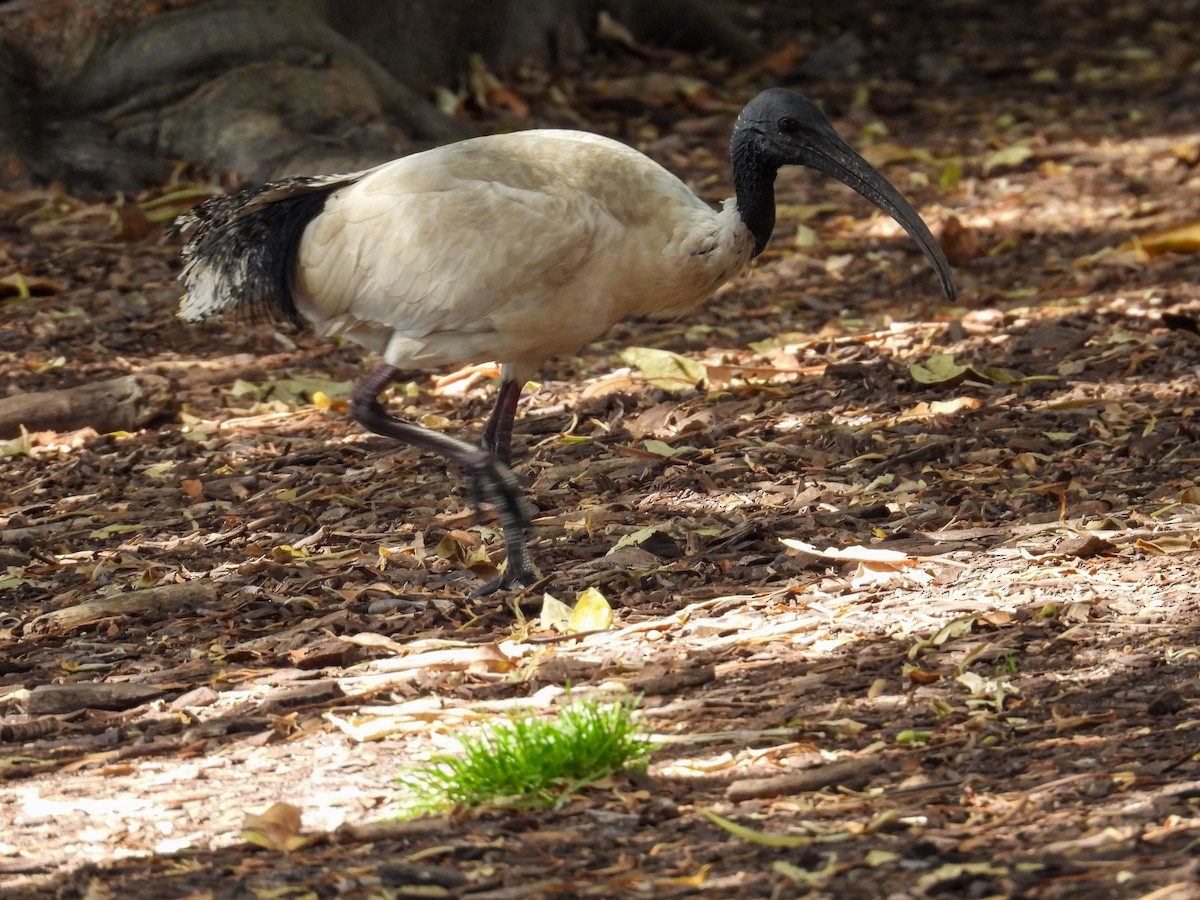 ibis australský - ML644653233