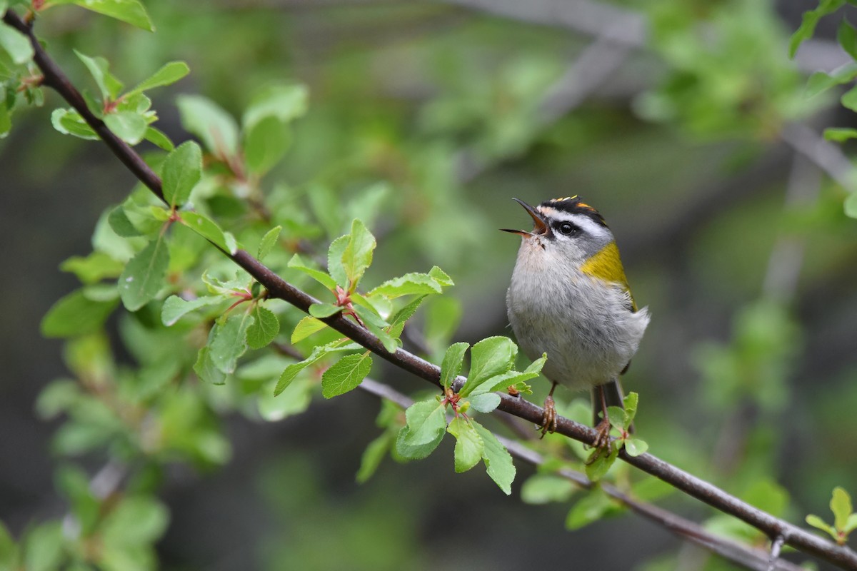 Common Firecrest - ML644653234