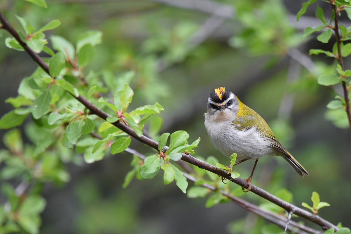 Common Firecrest - ML644653235
