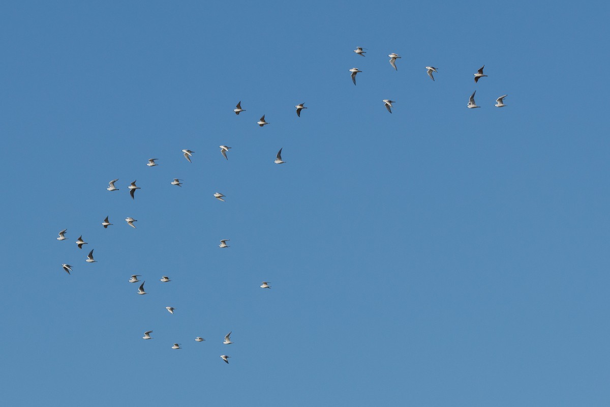 racek Bonapartův - ML644653245