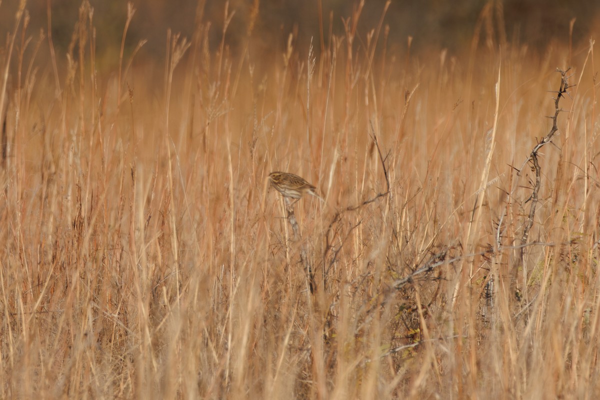 strnadec luční - ML644653249