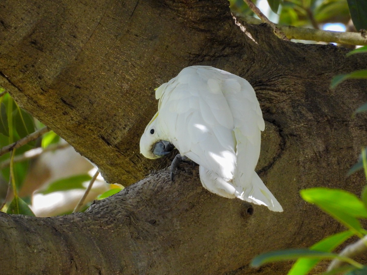 kakadu žlutočečelatý - ML644653250