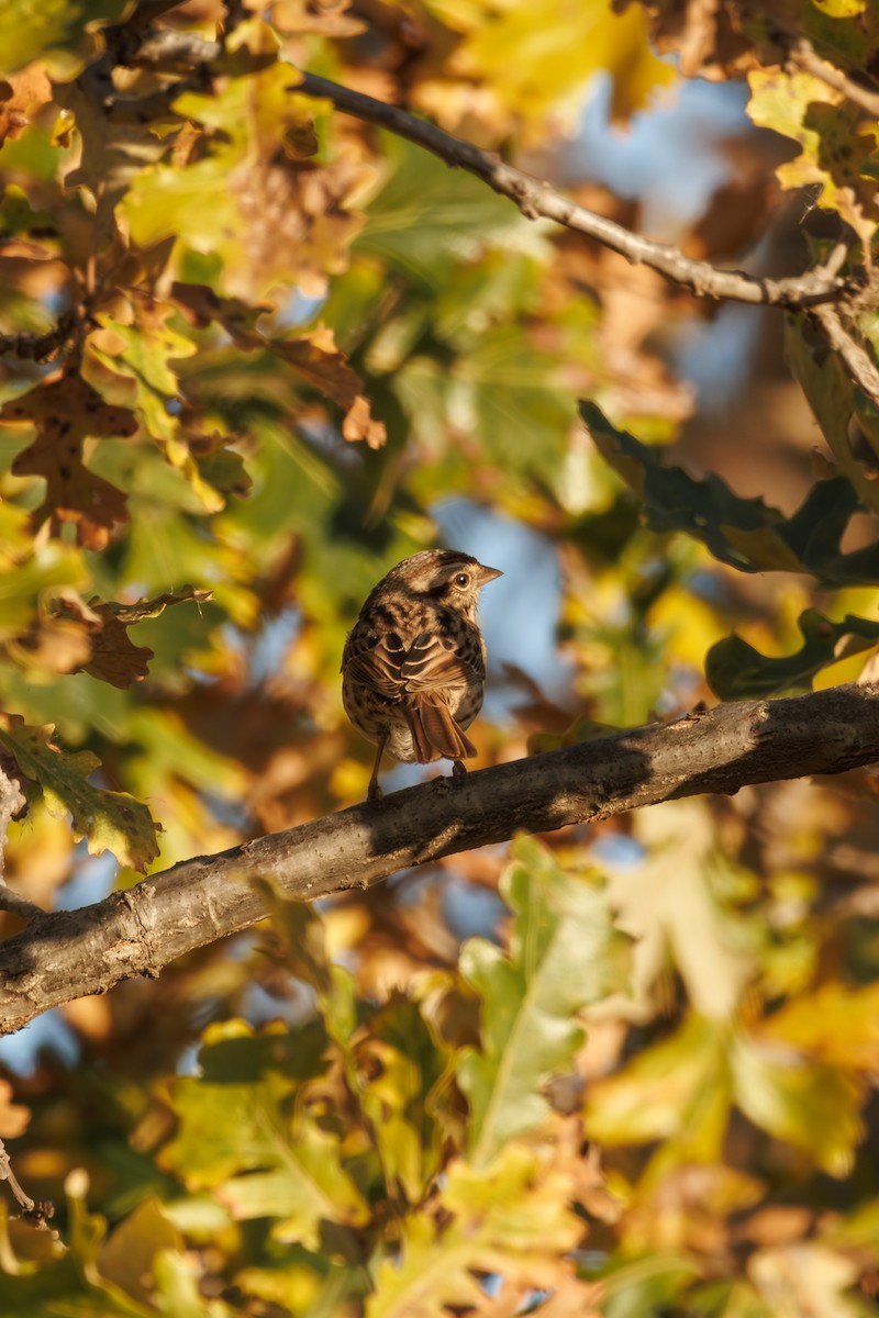 strnadec zpěvný - ML644653251