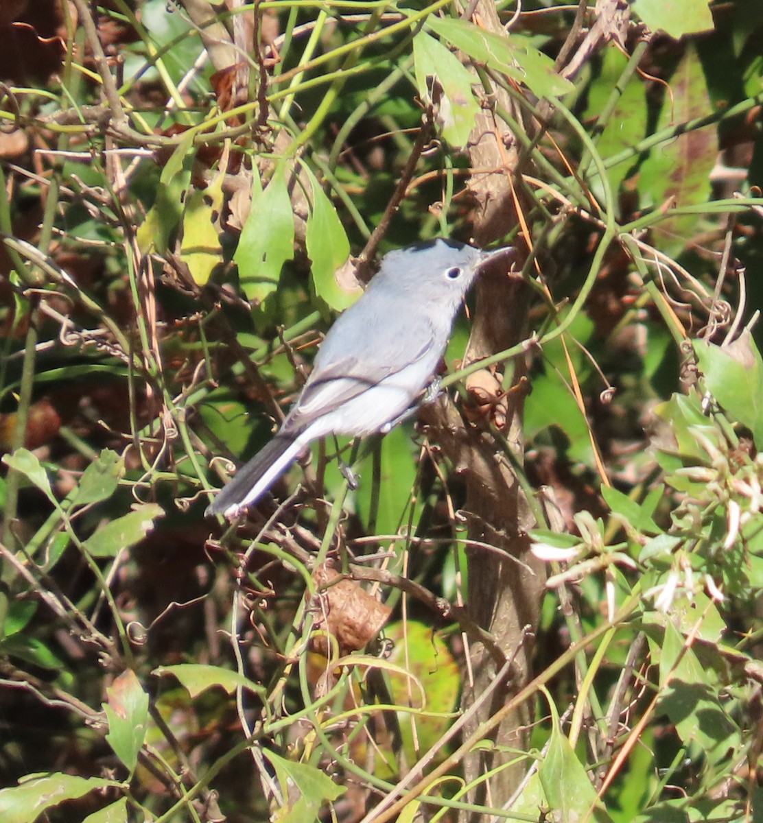 nordmyggsmett - ML644653268