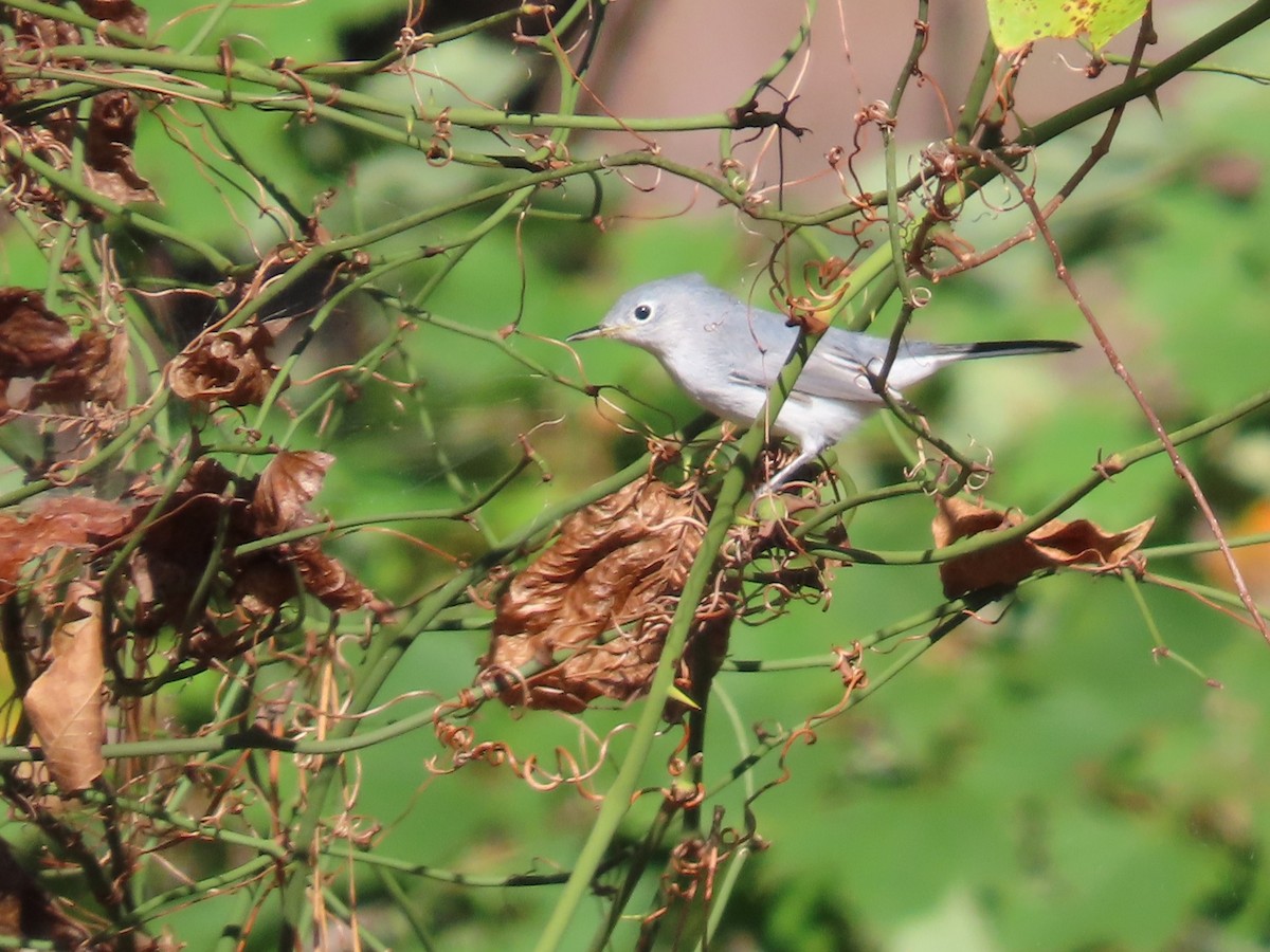 nordmyggsmett - ML644653269