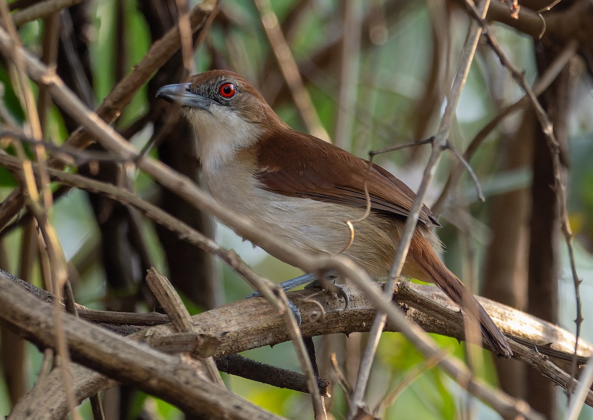 Great Antshrike - ML644653275