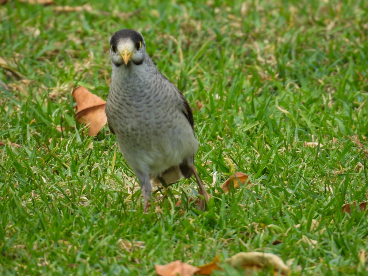 medosavka hlučná - ML644653276