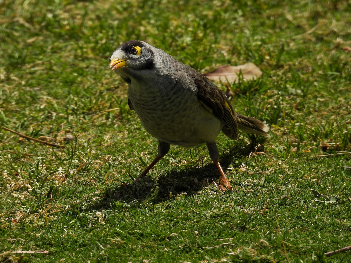 medosavka hlučná - ML644653277