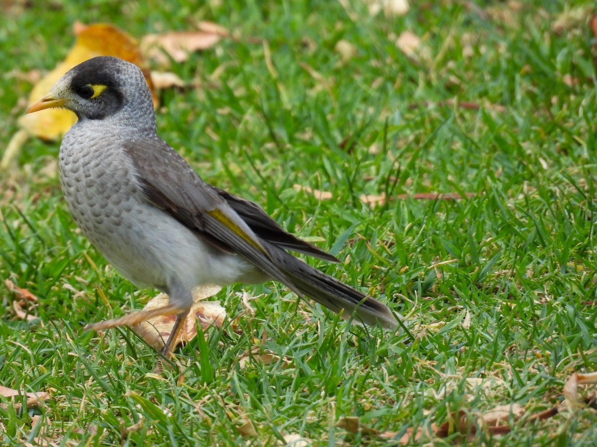 medosavka hlučná - ML644653278