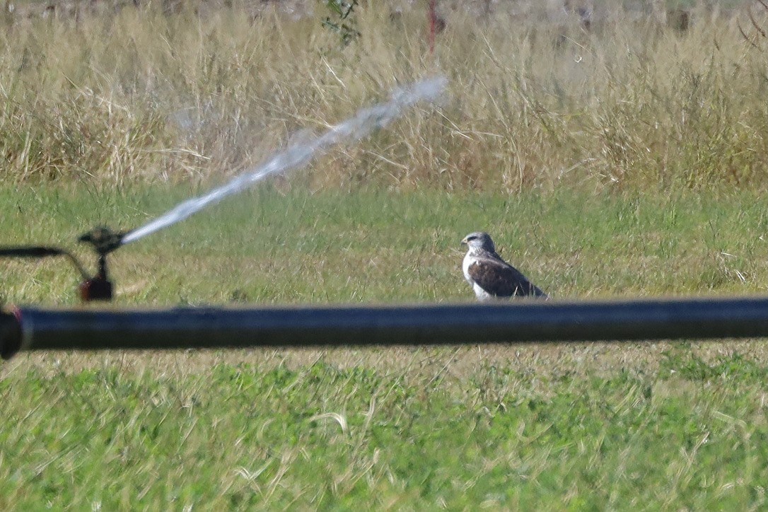 kongevåk - ML644653281