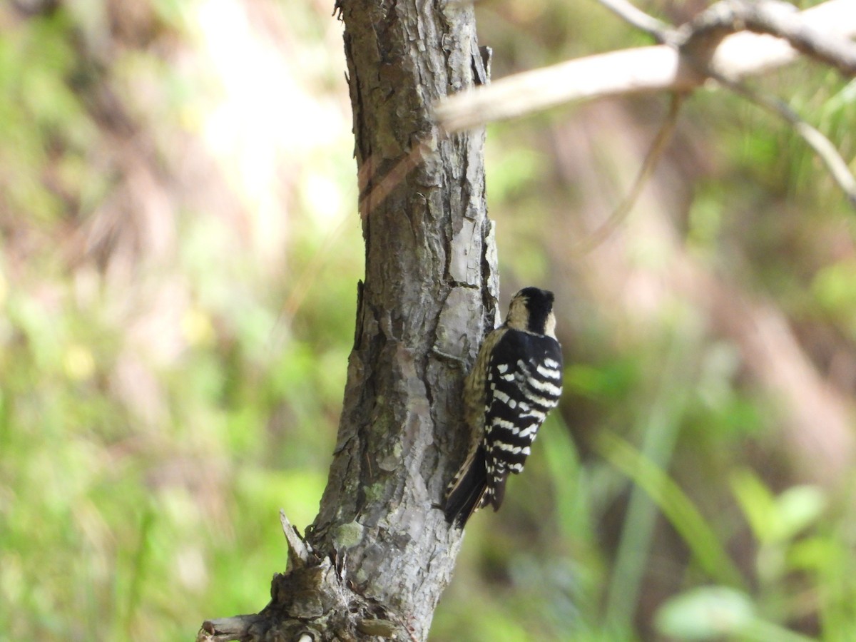 Pic à coiffe grise - ML644653300