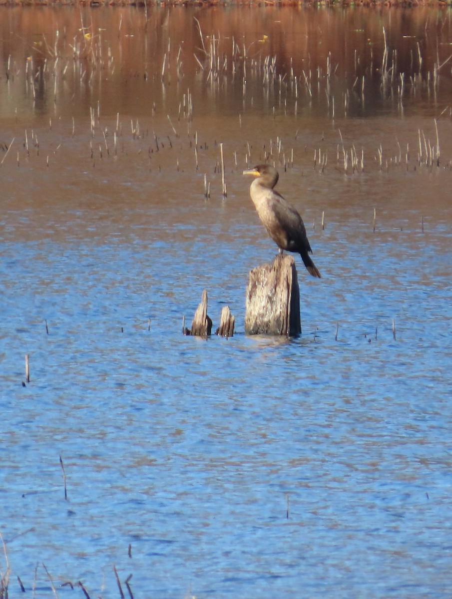 Cormoran à aigrettes - ML644653301