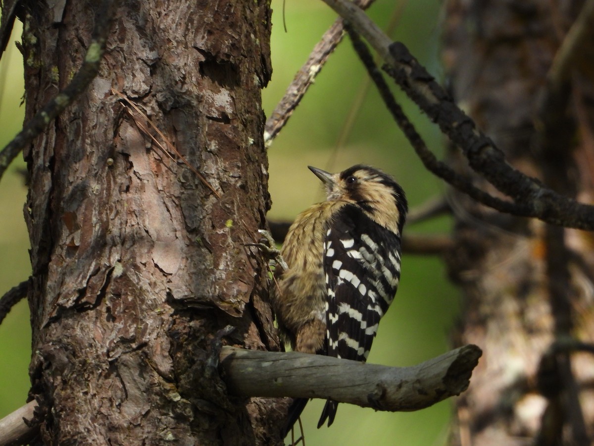 Pic à coiffe grise - ML644653302