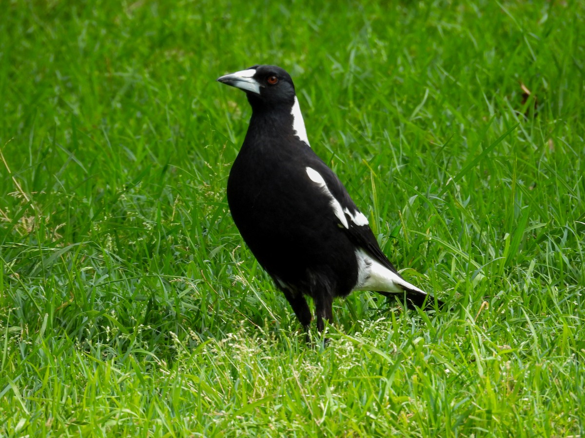 flétňák australský - ML644653306