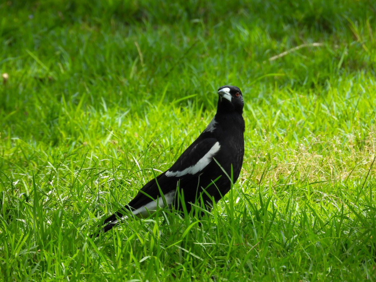 flétňák australský - ML644653307