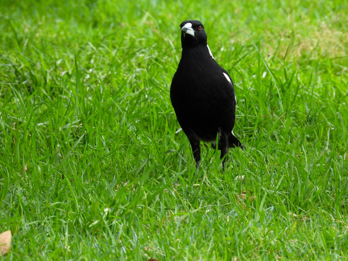 flétňák australský - ML644653308