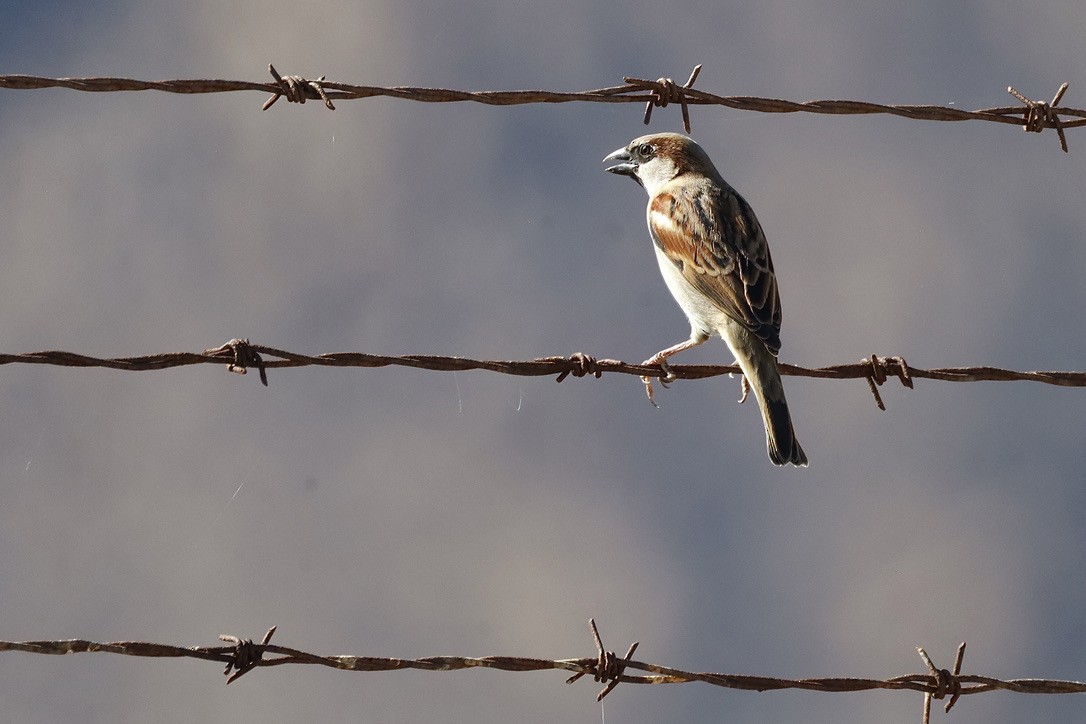 Оронгийн бор шувуу - ML644653309