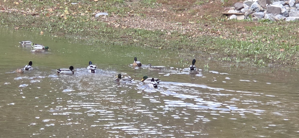 Mallard - ML644653313