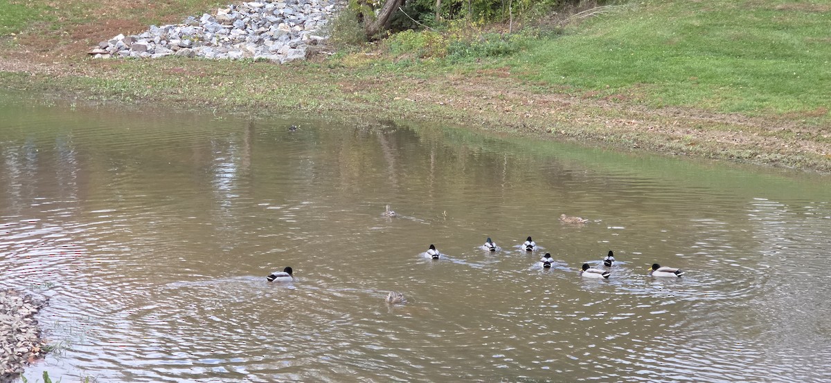 Mallard - ML644653314