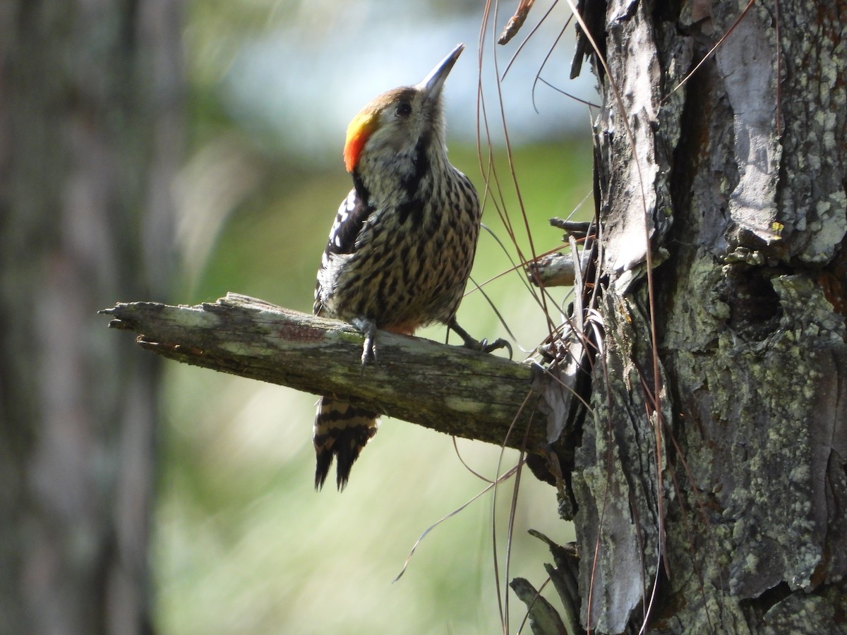 Pic à tête jaune - ML644653317