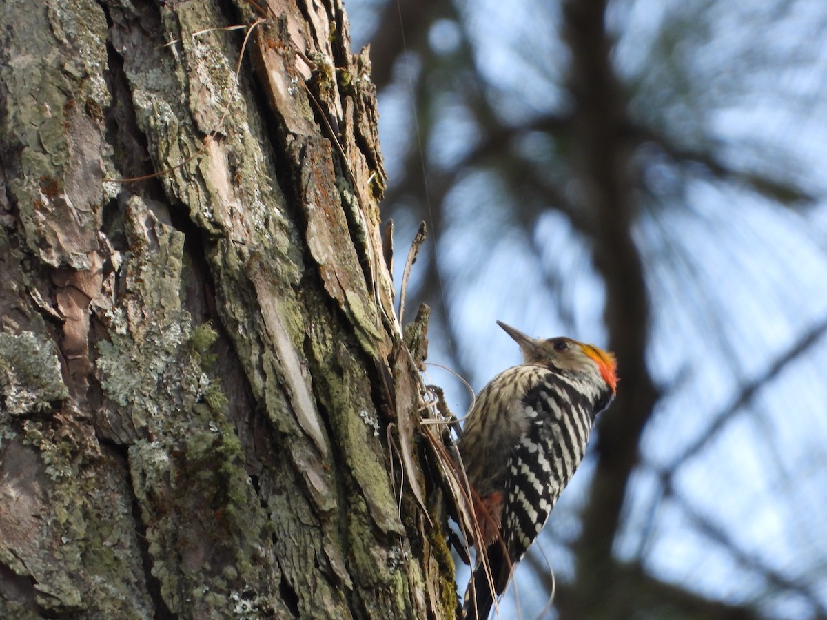 Pic à tête jaune - ML644653318