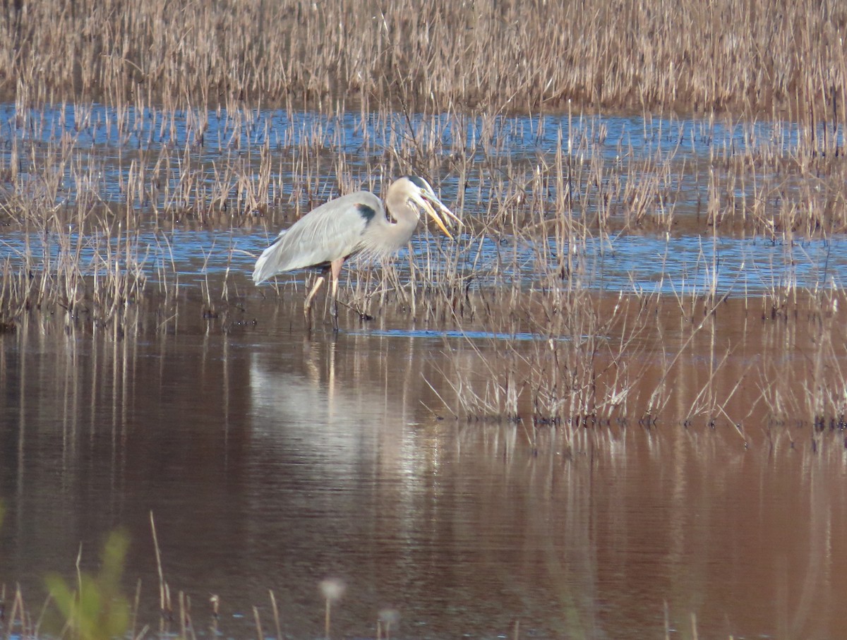 Great Blue Heron - ML644653321
