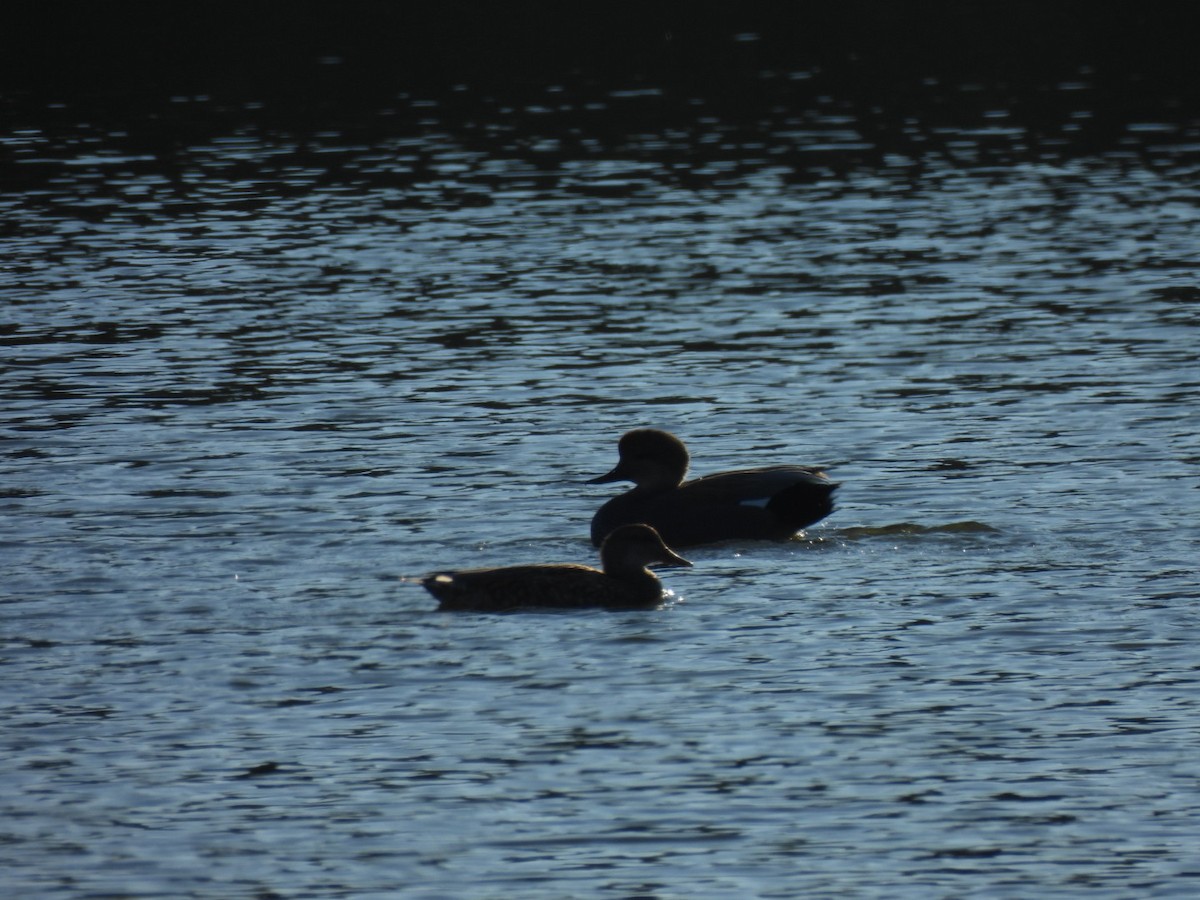 Gadwall - ML644653326