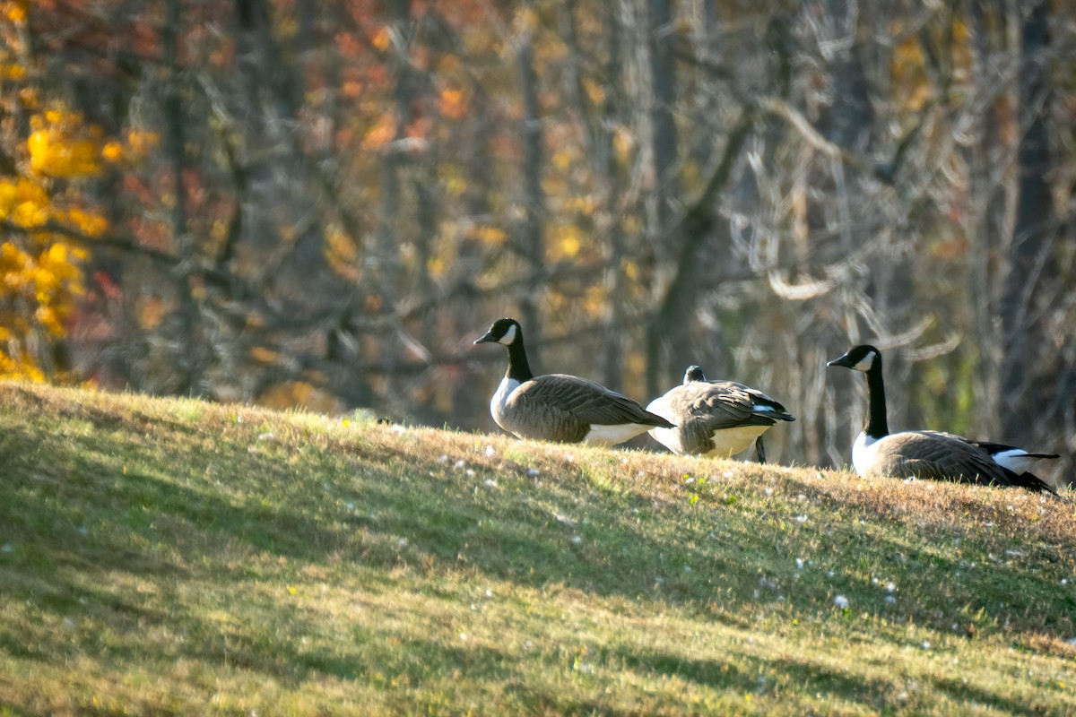 Kanadagans - ML644653330