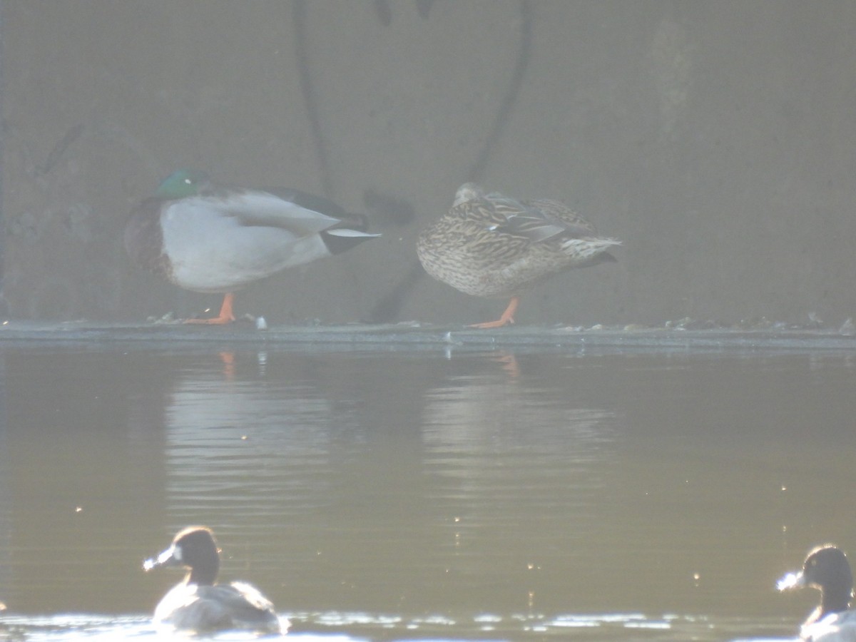 Зэрлэг нугас - ML644653333