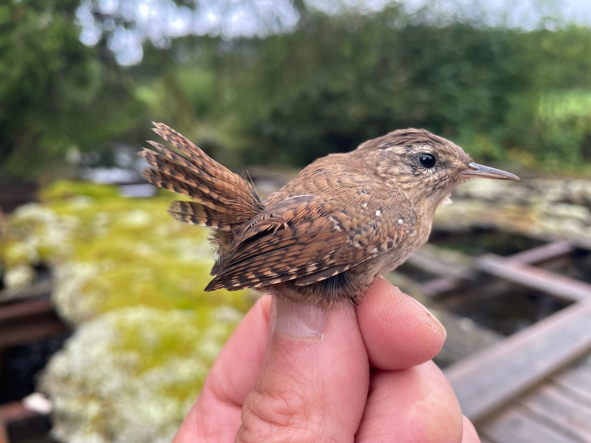 gjerdesmett (troglodytes gr.) - ML644653335