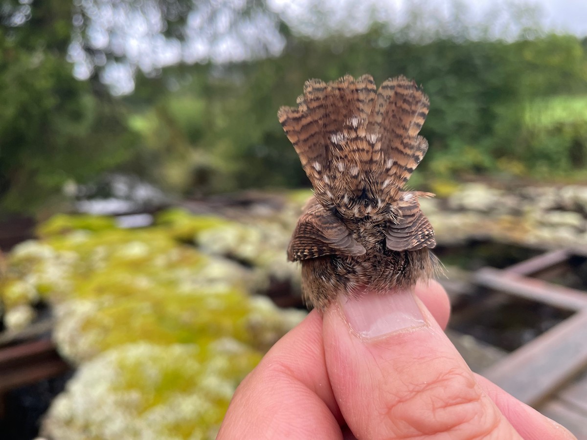 gjerdesmett (troglodytes gr.) - ML644653336