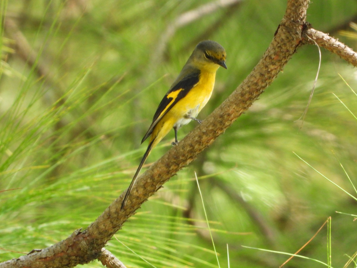 Minivet rouge - ML644653343