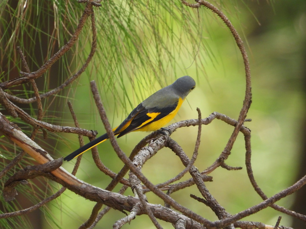 Minivet rouge - ML644653344