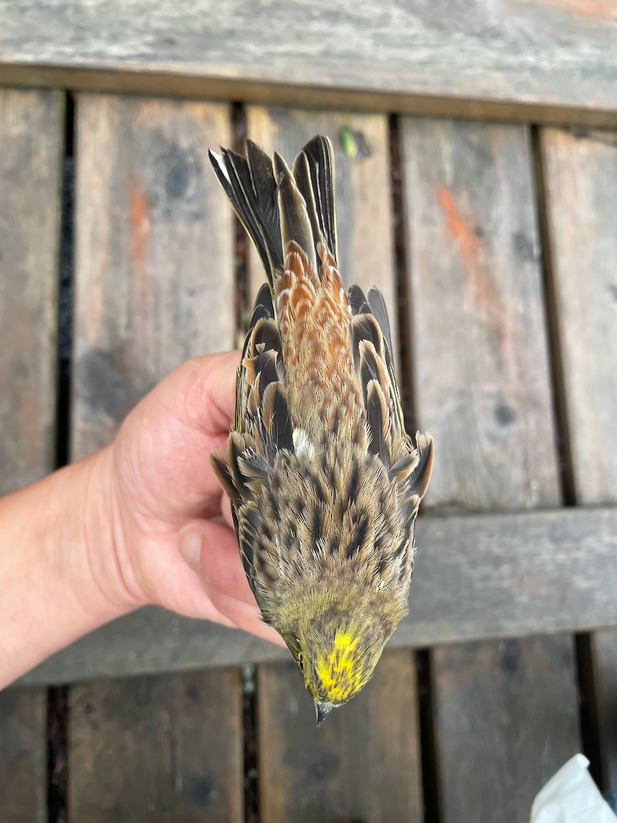 gulspurv - ML644653347