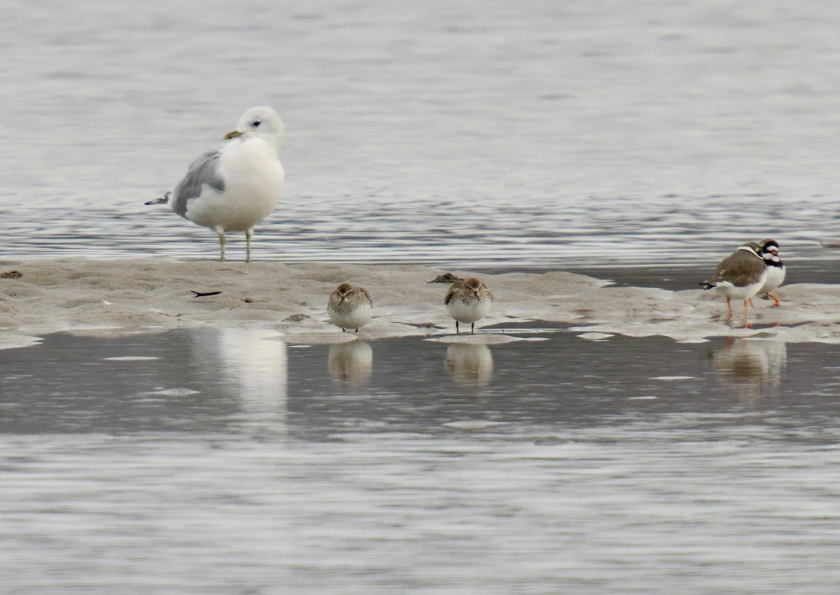 コシジロウズラシギ - ML644653349