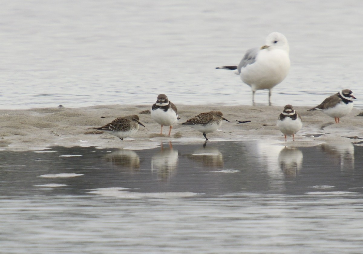 コシジロウズラシギ - ML644653350