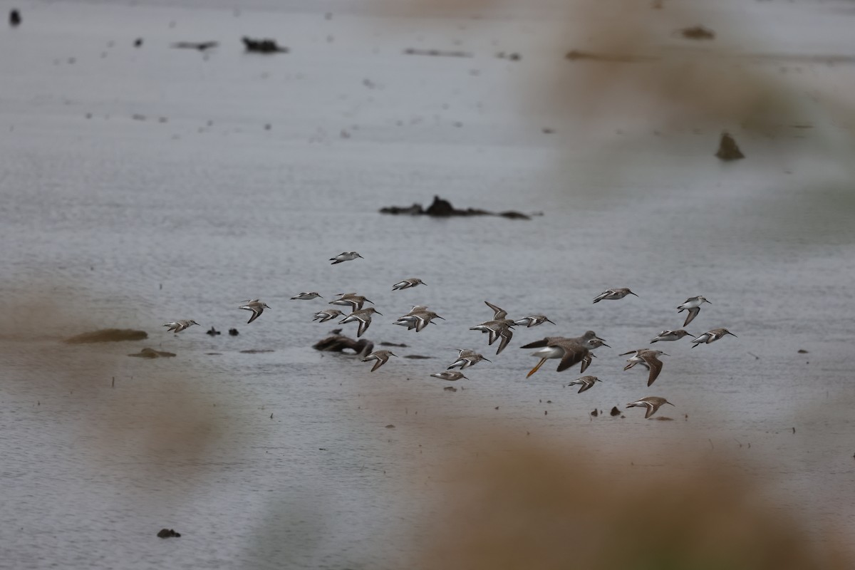 Плавунець довгодзьобий - ML644653356