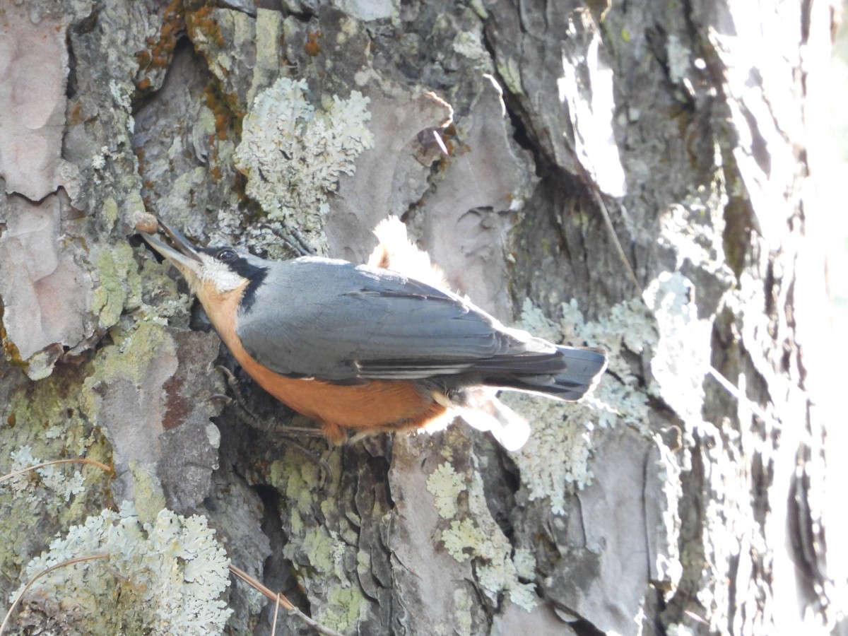 Sittelle de Blyth - ML644653357