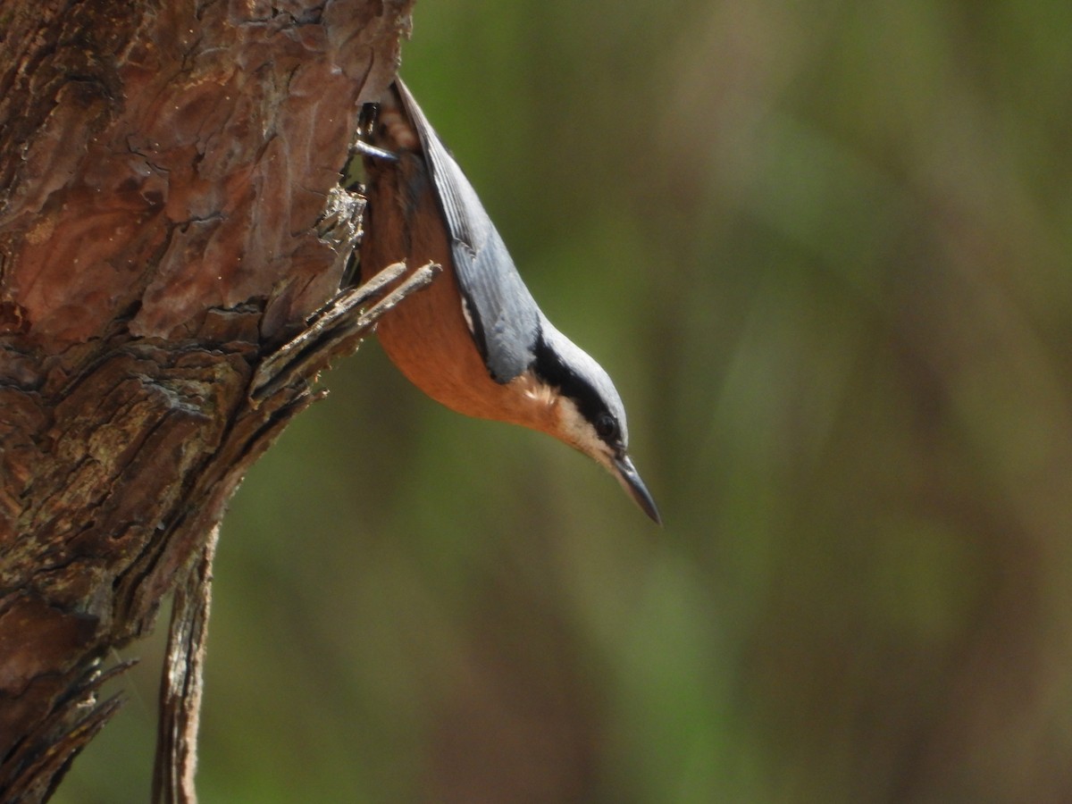 Sittelle de Blyth - ML644653358