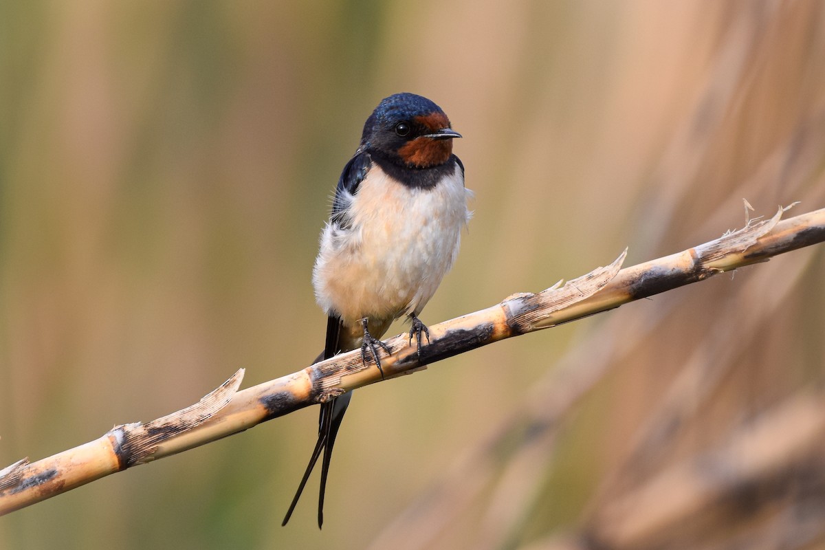 Ластівка сільська - ML644653360