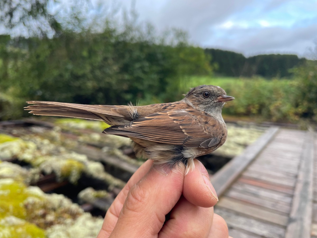 jernspurv - ML644653361