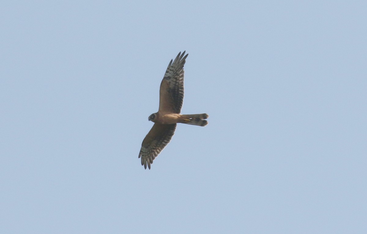 Pallid Harrier - ML644653365