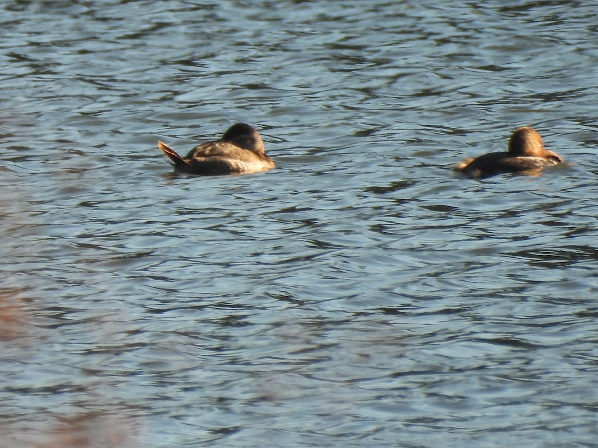 Ruddy Duck - ML644653366
