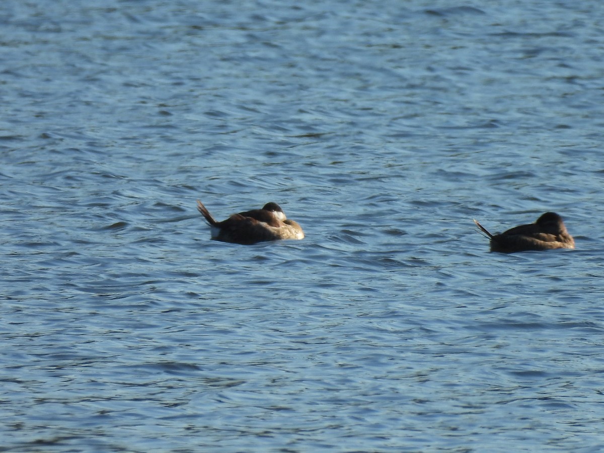 Ruddy Duck - ML644653367