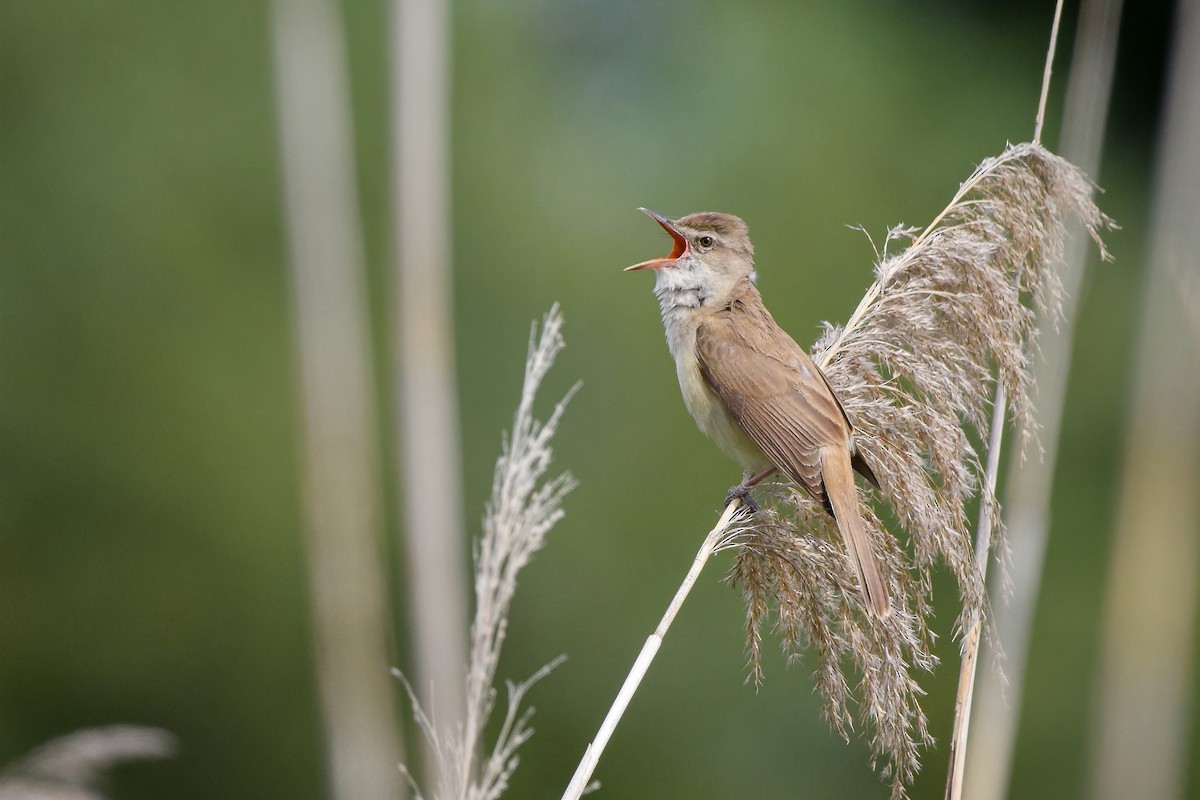 Great Reed Warbler - ML644653373