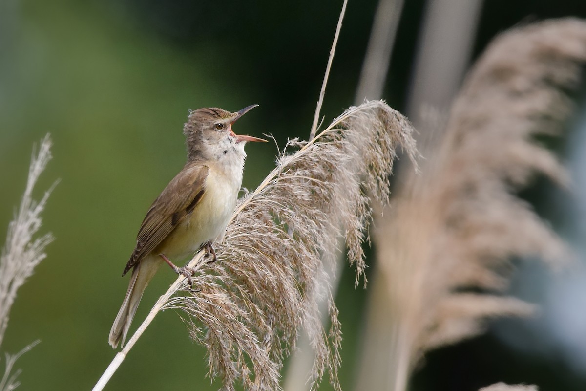 Great Reed Warbler - ML644653374