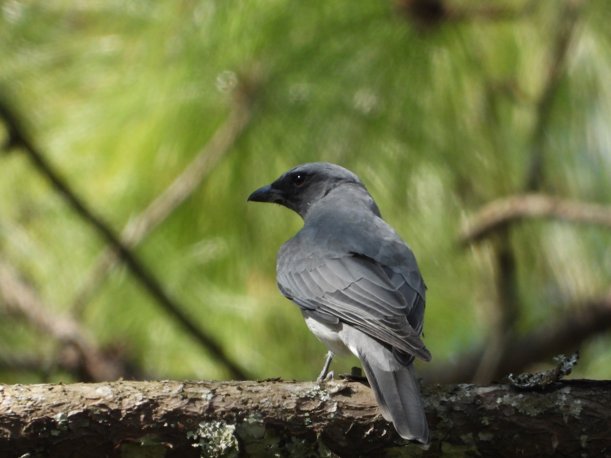 Échenilleur de Java - ML644653375